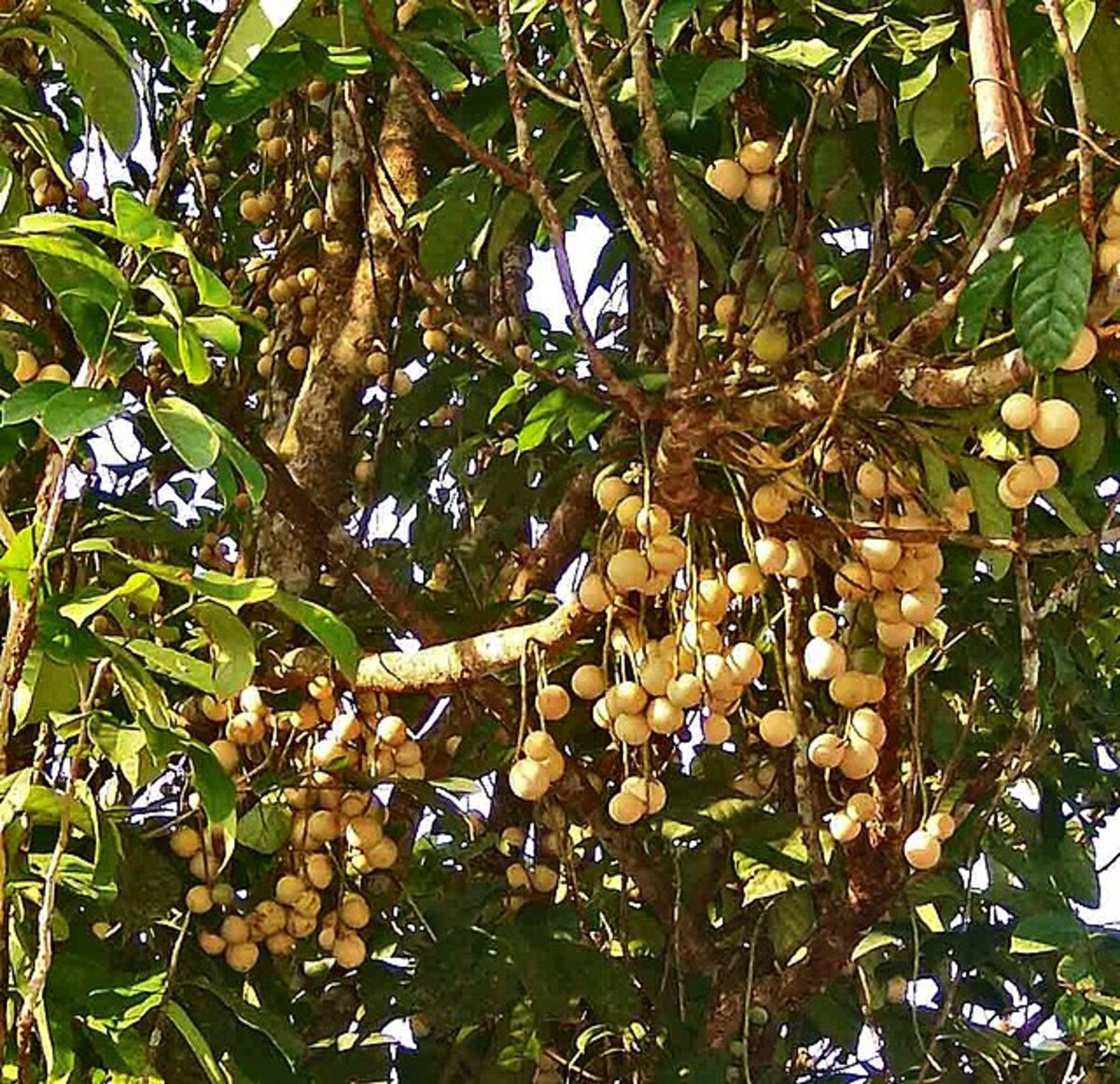 Beda dengan Duku, Bagaimana Bentuk Pohon Langsat?