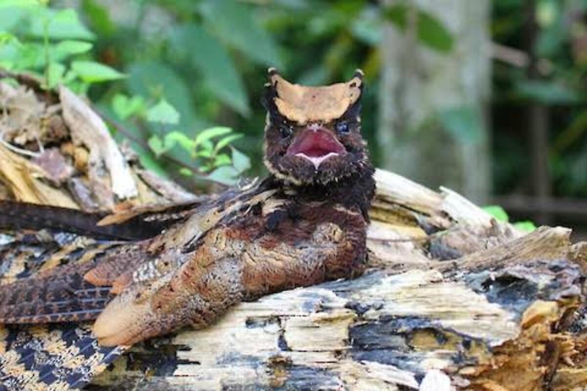 Burung Misterius Mirip Naga Ini Bisa Ditemukan di Indonesia, Seperti Apa Wujudnya?