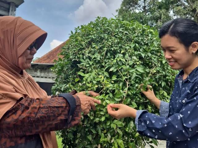 Kemuning, Tanaman Asli Indonesia yang Bisa Jadi Inang Bakteri