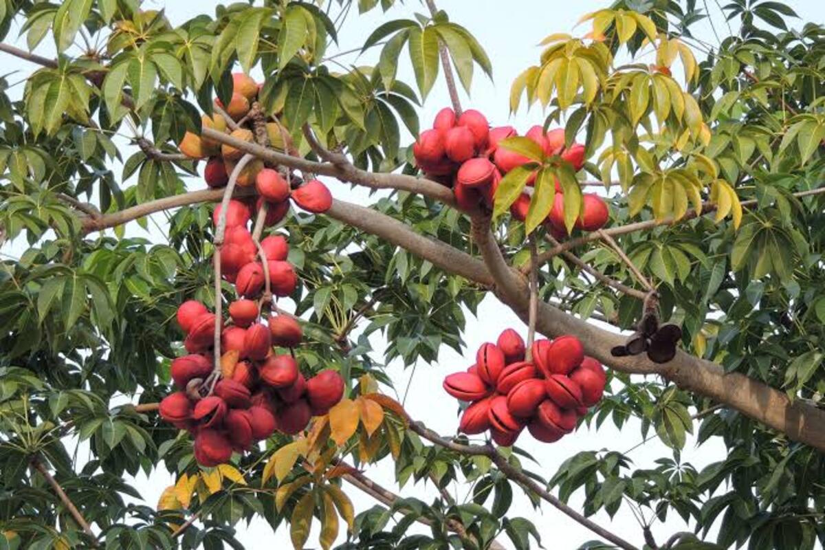 Kepuh atau Kelumpang, Pohon Asli Indonesia yang Baunya Busuk