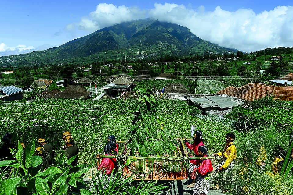Keseruan Ritual Tungguk Tembakau, Festival Merayakan Panen di Boyolali yang Sudah Jadi Warisan Budaya