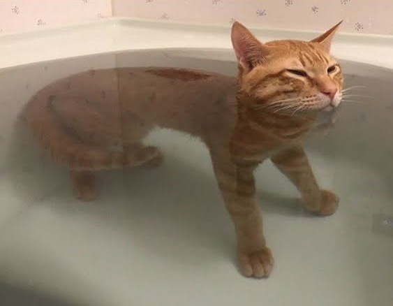 Kucing Oren Dikenal Bar-bar, Benarkah Karakter Kucing Ditentukan Warna Bulunya?