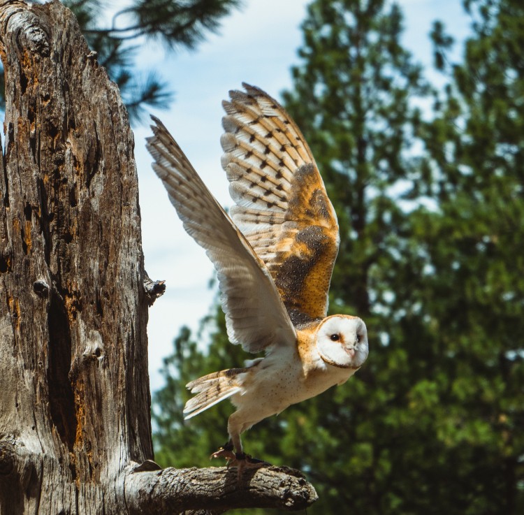 Prabowo Gunakan Burung Hantu untuk Berantas Hama, Efektifkah?