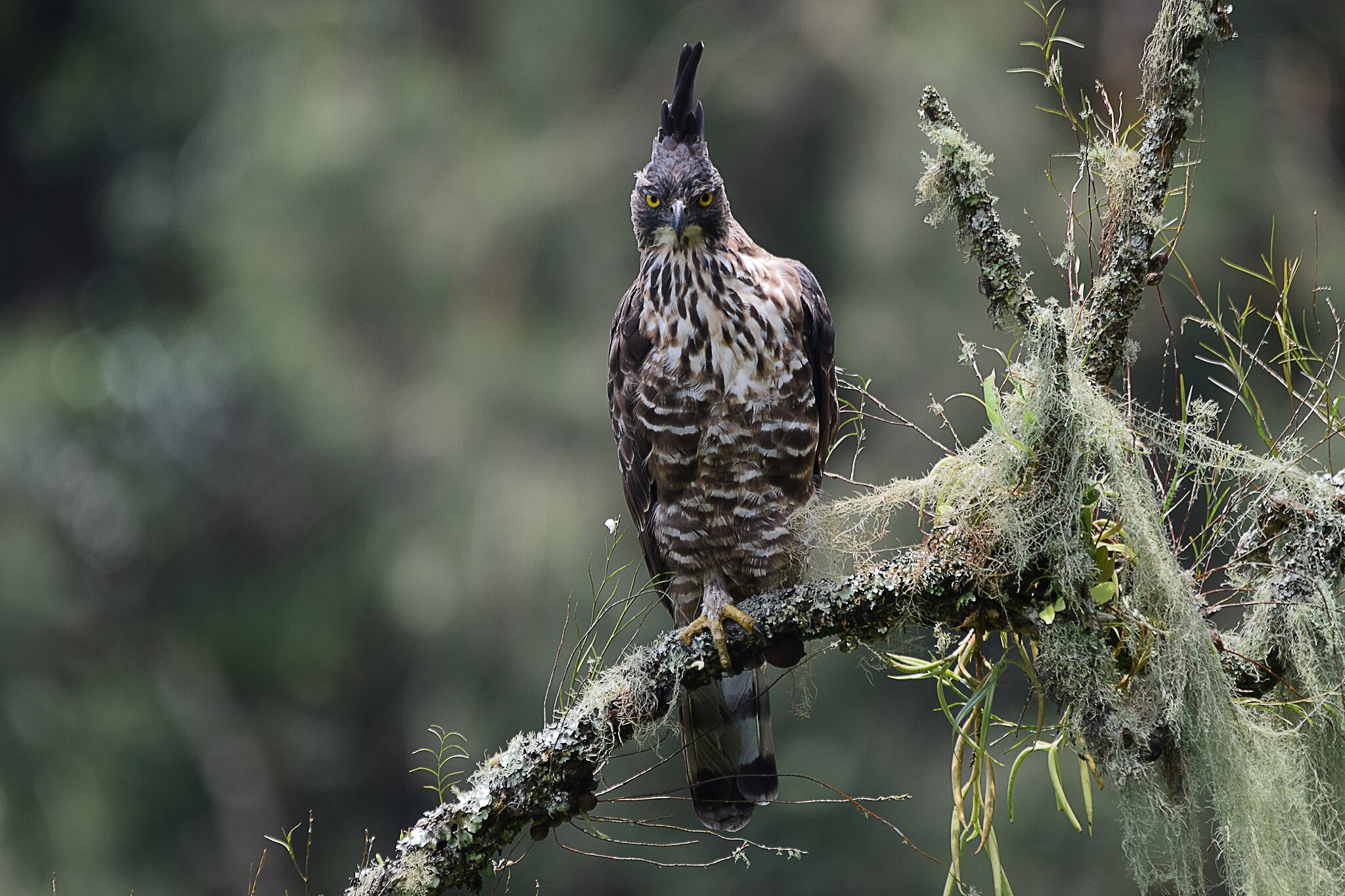 Elang Jawa atau Javan Hawk Eagle | Wikipedia Commons
