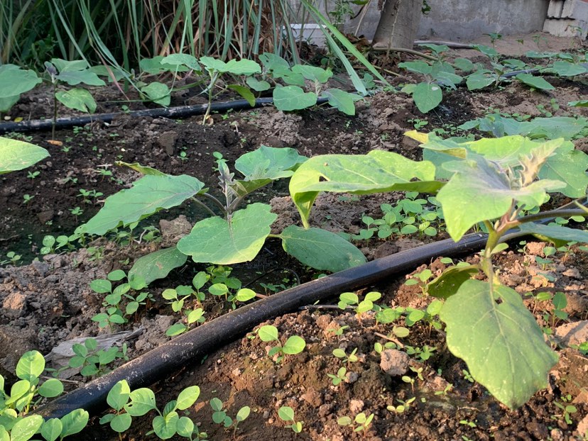 Irigasi Tetes | Messa Andi Saputra