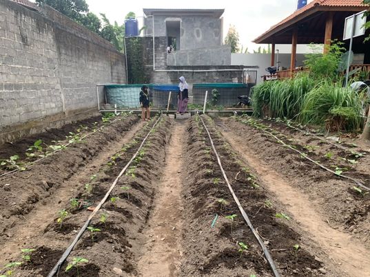 Irigasi Tetes | Messa Andi Saputra