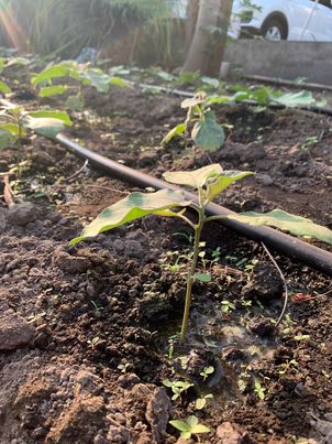 Irigasi Tetes | Messa Andi Saputra