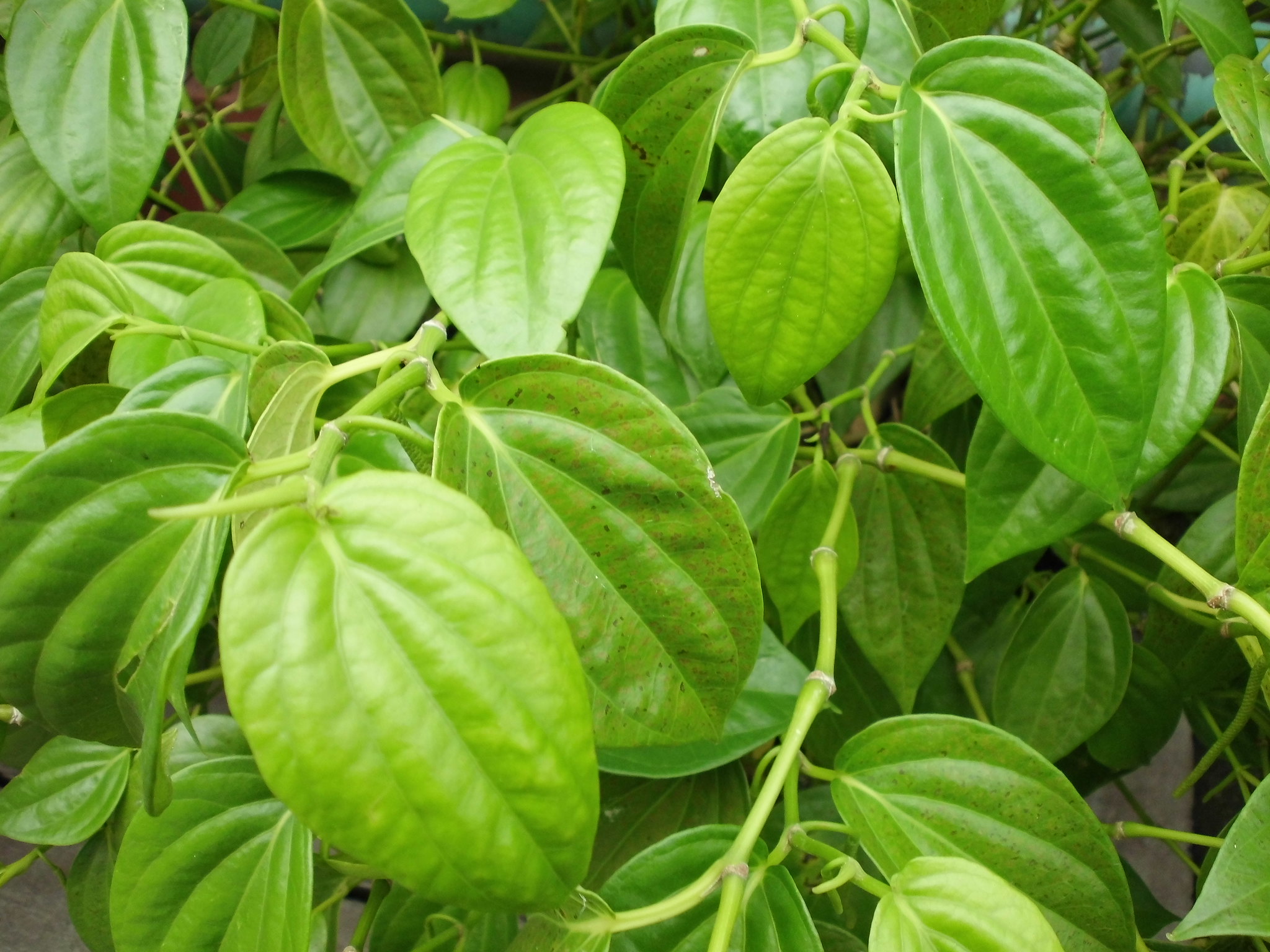 Daun Sirih | Nelindah (Flickr)