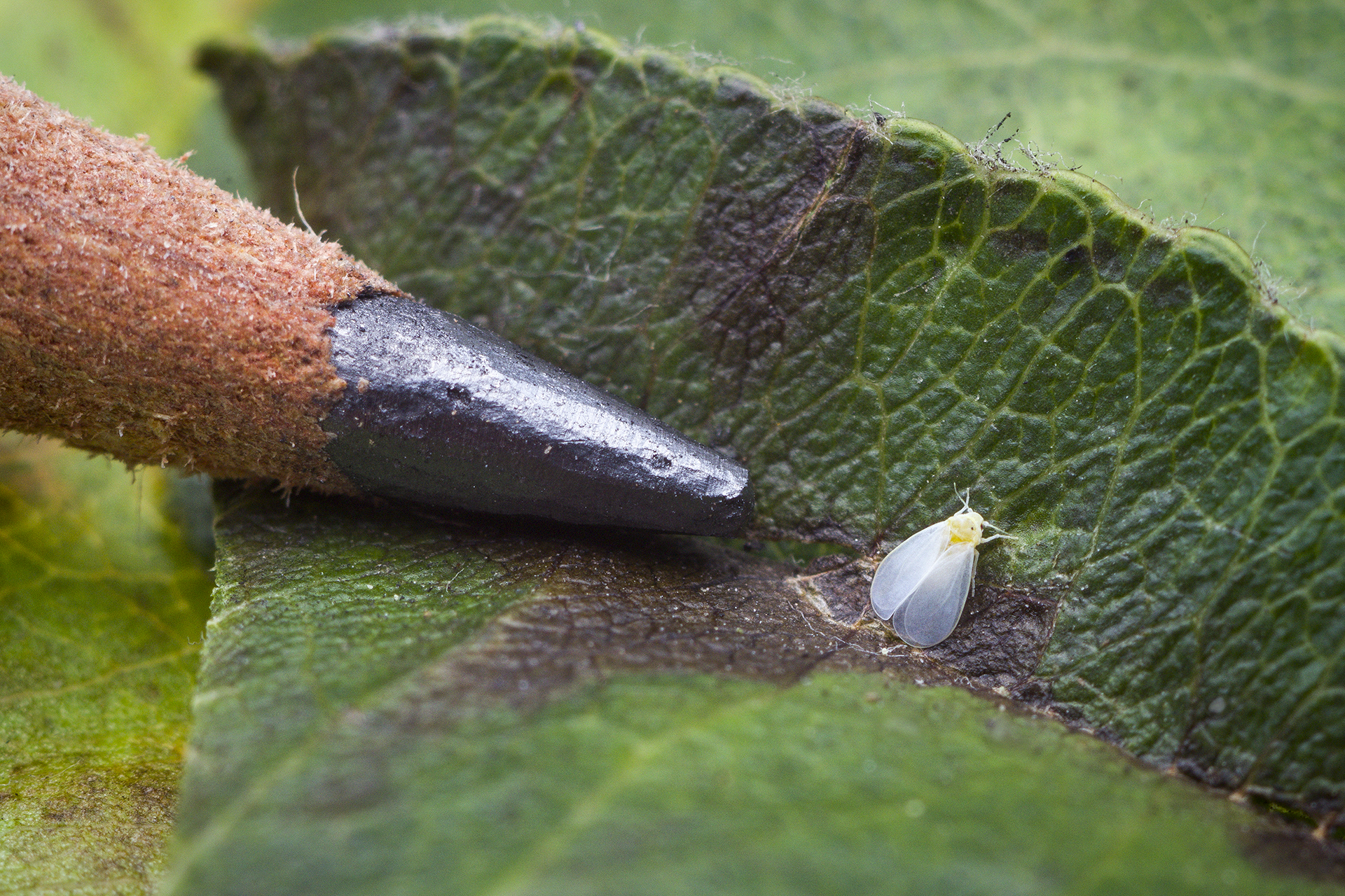 Perbandingan Ukuran Kutu Kebul dan Pensil | Sumber gambar: Wikimedia