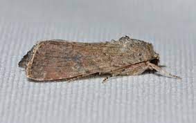 Wujud Ngengat dari Ulat Grayak | Sumber gambar: Wikimedia 