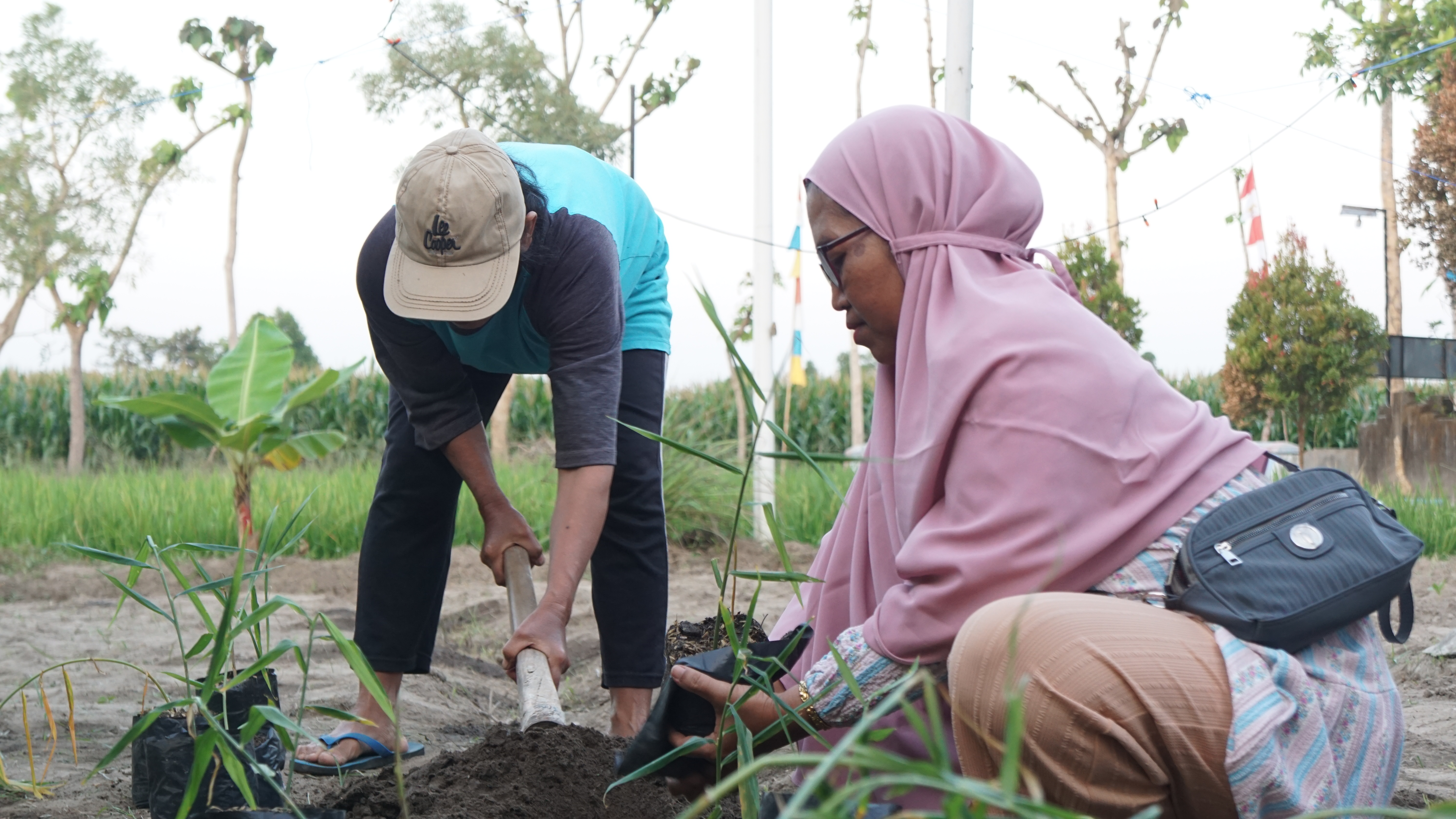 Penanaman Toga, sumber : Muhammad Rajeev Ghifari