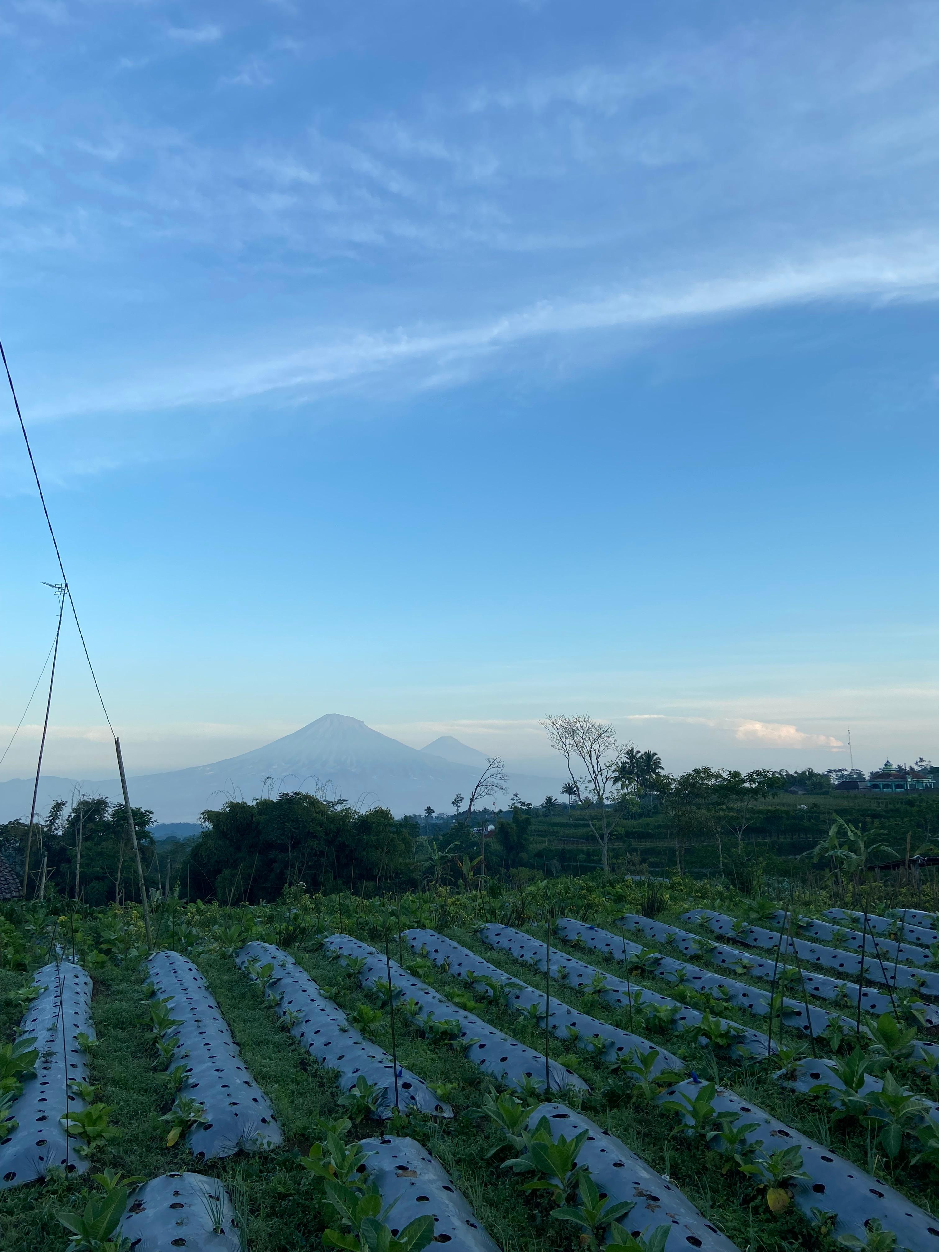  Gambar 1. Kondisi lahan pertanian Dusun Gumuk (Dokumentasi pribadi) 