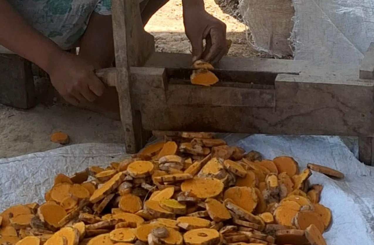 Seorang petani memetik cengkih menggunakan penopang bambu di perkebunan cengkih Dusun Gading pada Rabu (10/07/2024)