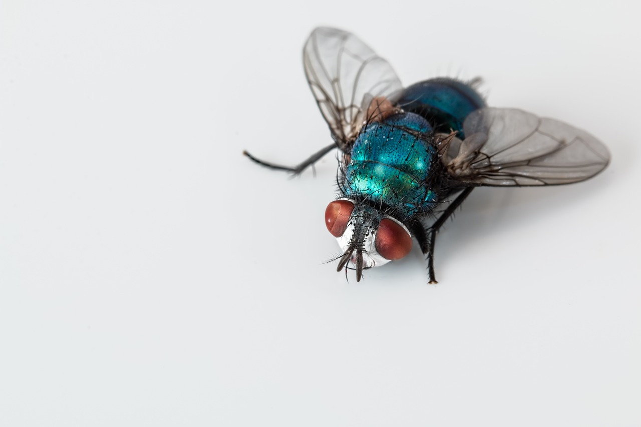 Gambar 1. Foto lalat buah. Sumber: Pixabay/Stevepb