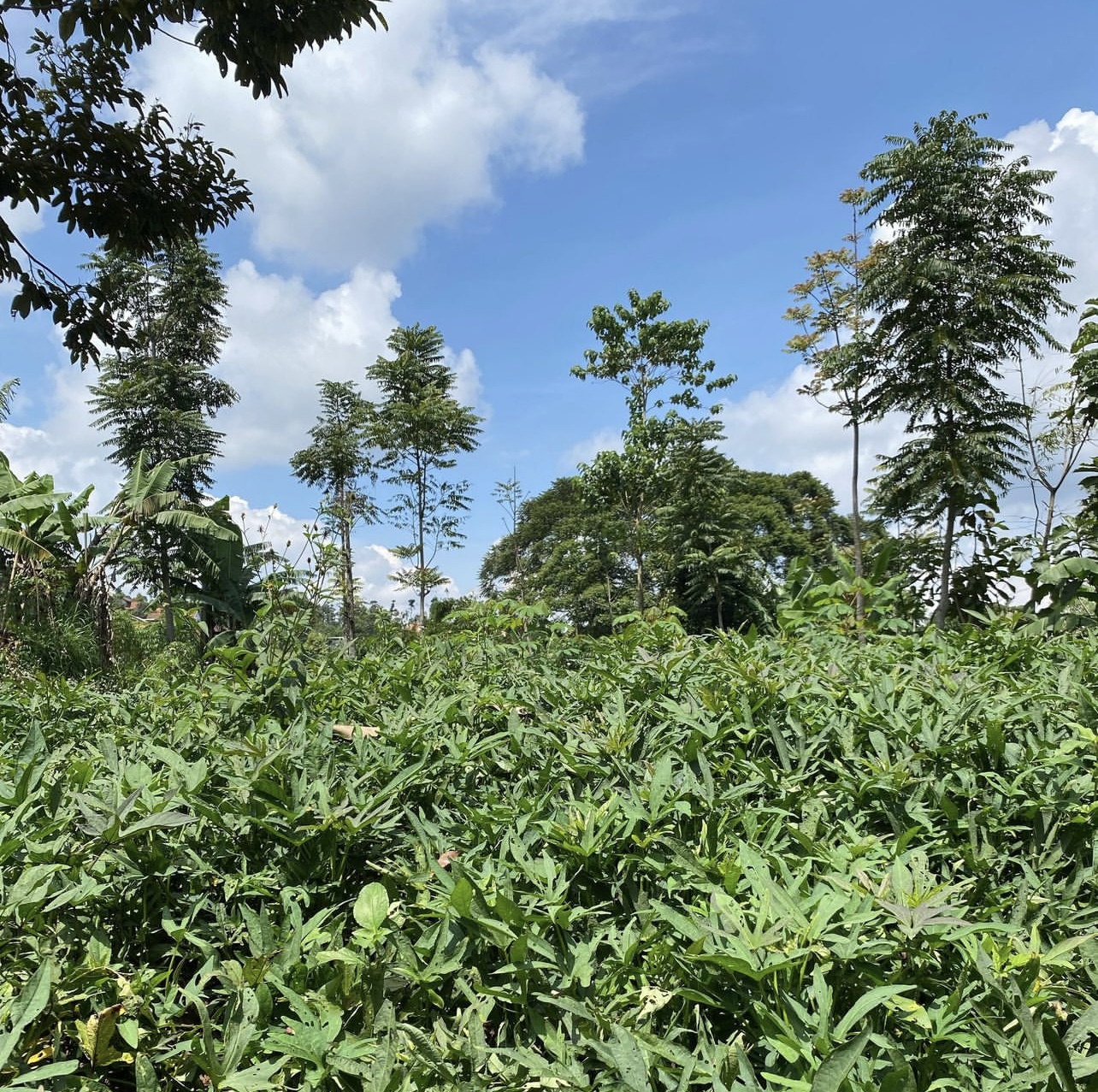 Kebun ubi Cilembu Sumedang | instagram/ubi_cilembu_sumedang