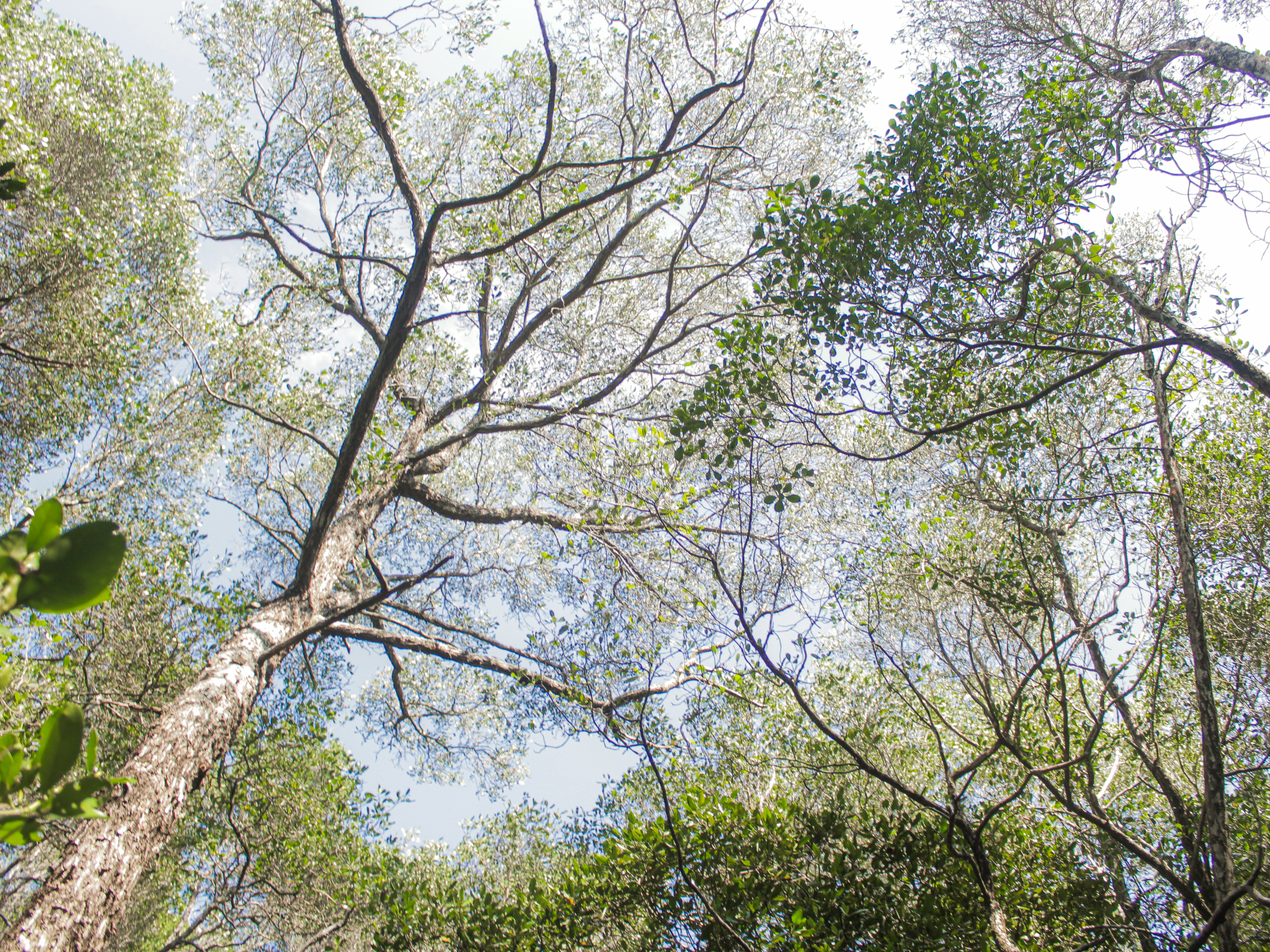 Trekking Hutan Mangrove Desa Kemujan | Foto: Dokumentasi Pribadi/Amelia Early
