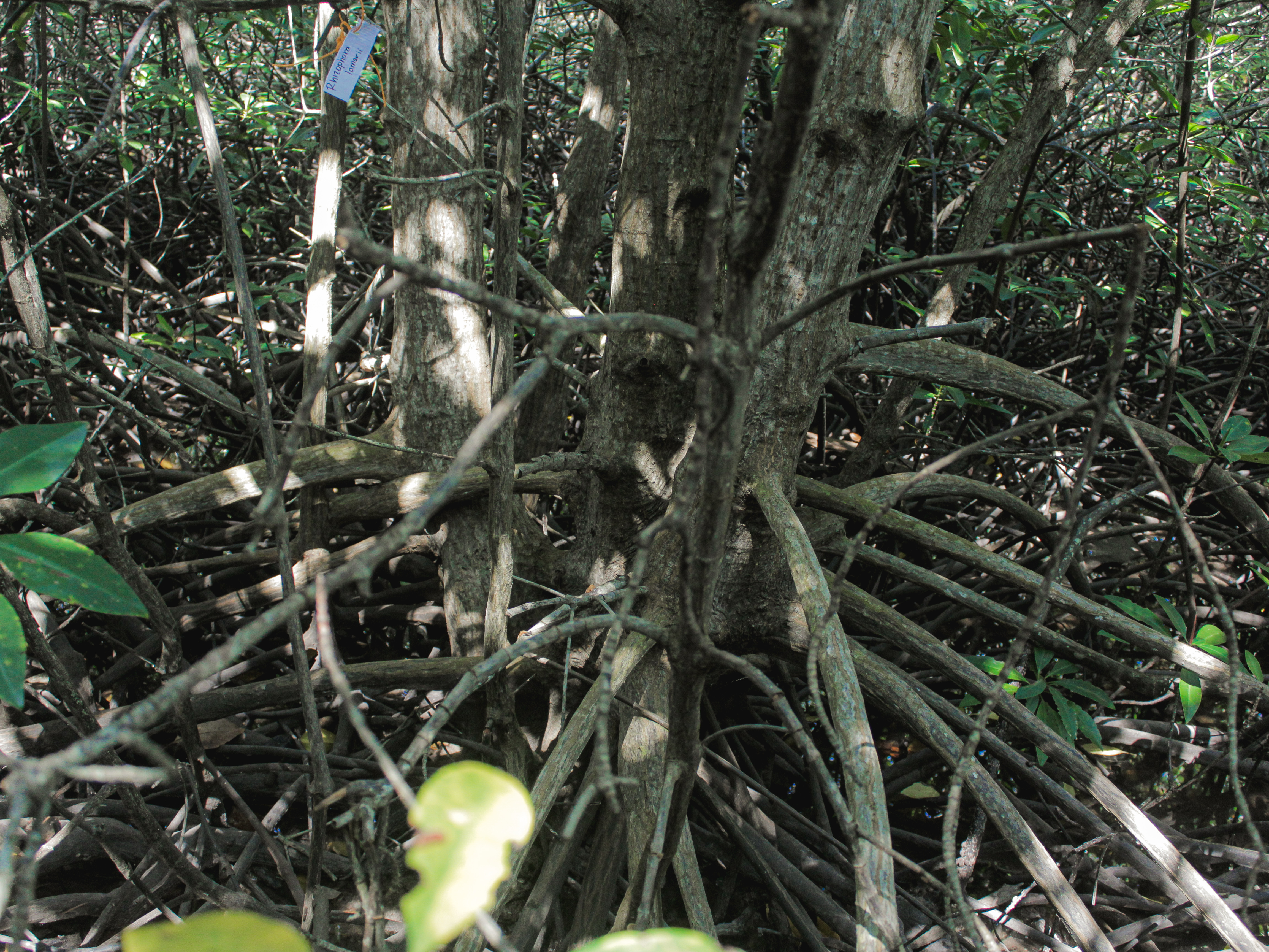 Mangrove Rhizophora x lamarckii | Foto: Dokumentasi Pribadi/Amelia Early