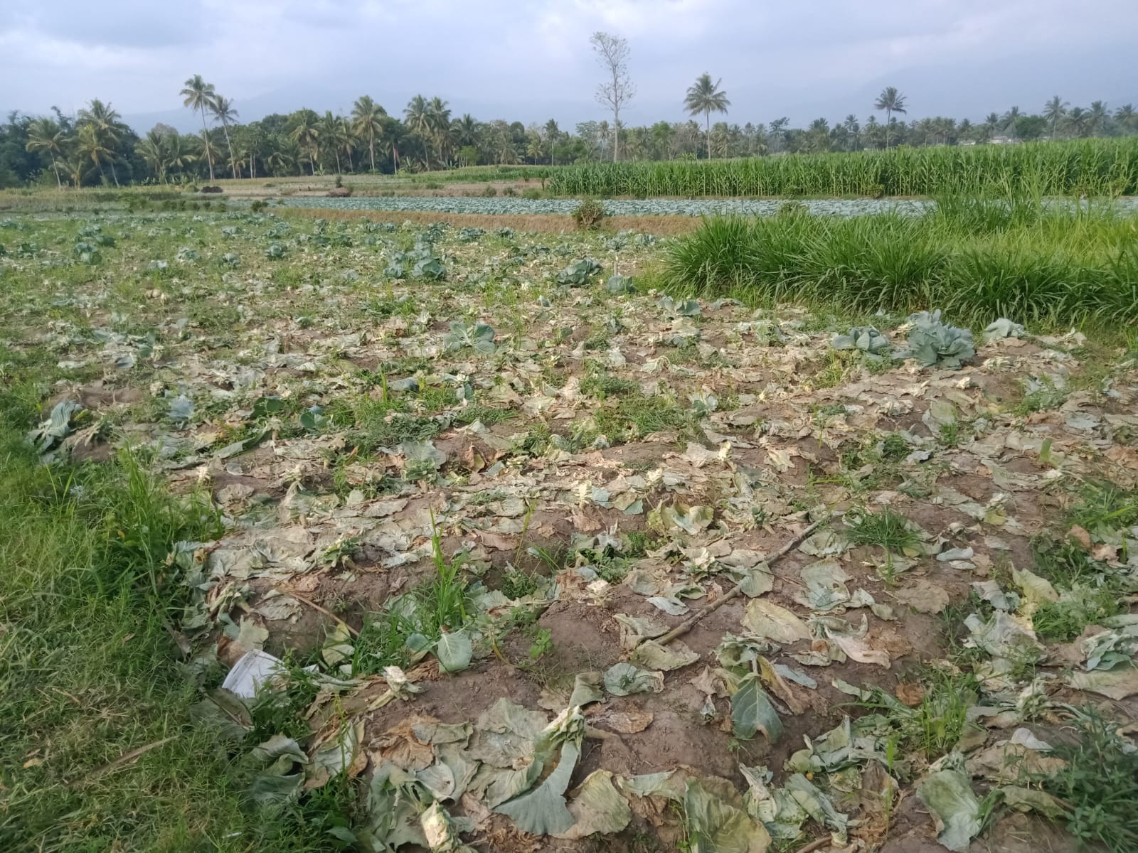 limbah sayuran berserakan di sebuah lahan di Desa Wonomulyo