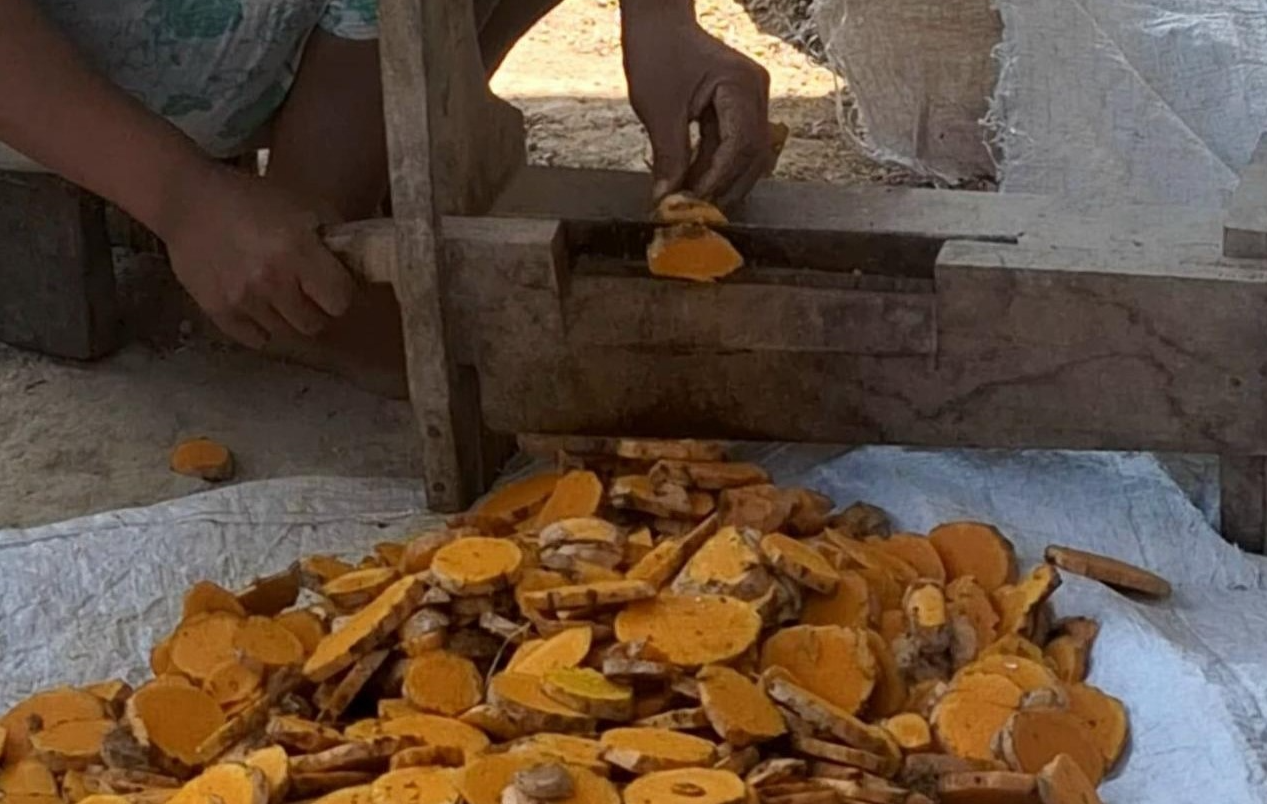 Proses perajangan temulawak untuk selanjutnya dikeringkan di kediaman Mbah Narti, Dusun Gading 