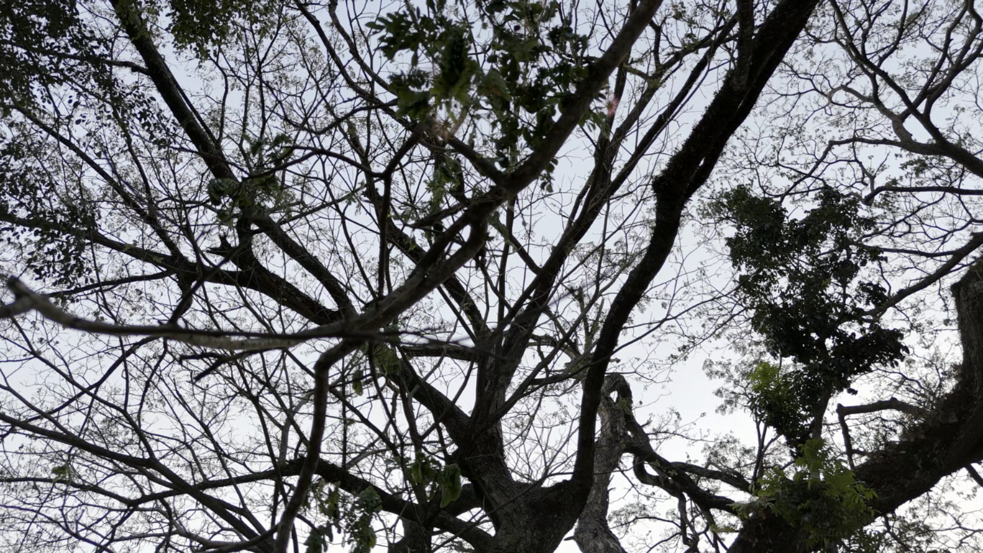 Pohon Trembesi si Pohon Perintis di Bumi Sukorejo