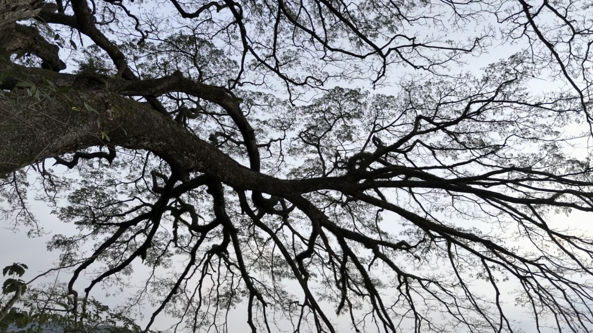 Pohon Trembesi 