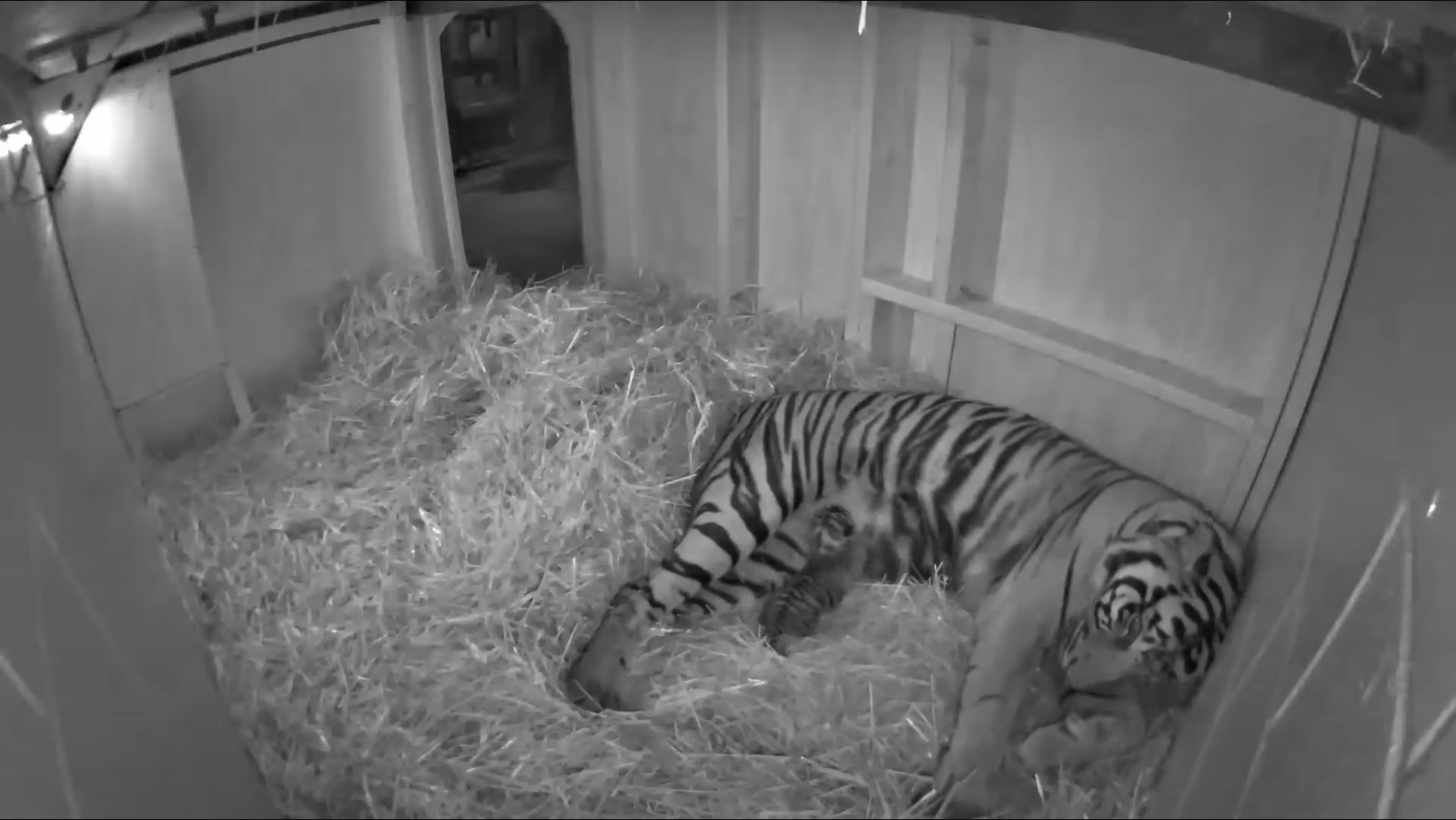 Pantauan CCTV di Louisville Zoo yang memperlihatkan Jingga dan anaknya | Louisville Zoo