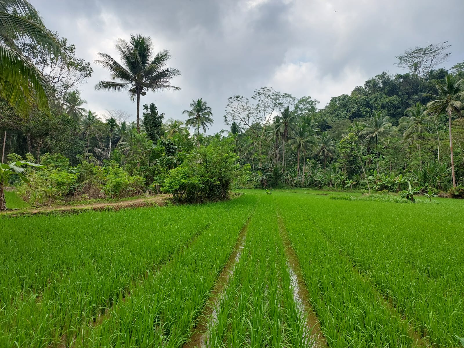 Sawah di jalan menuju Tenggesin Hills