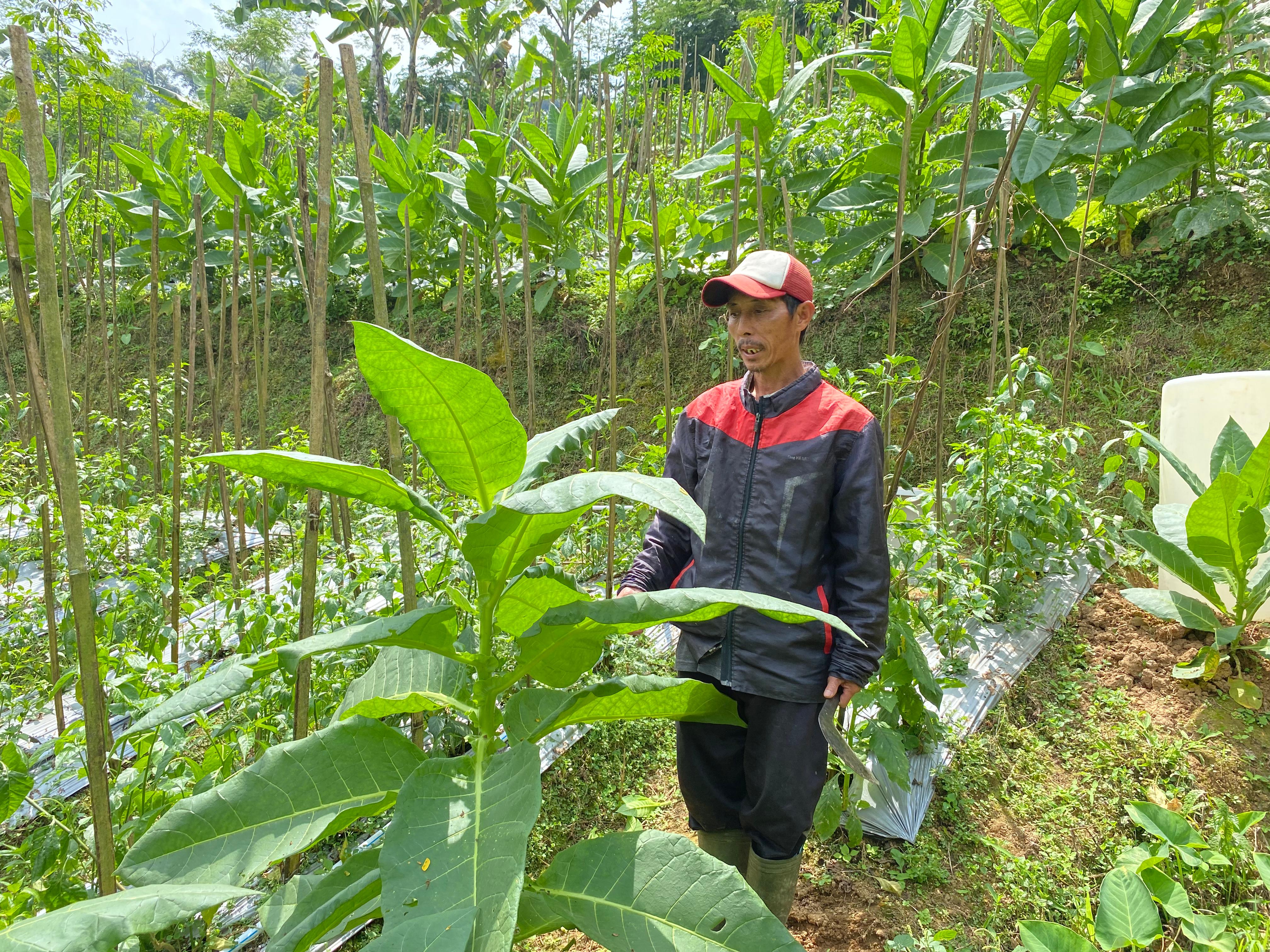 Engkong Iskhak di Ladang Buncis © Noor Faa'izah