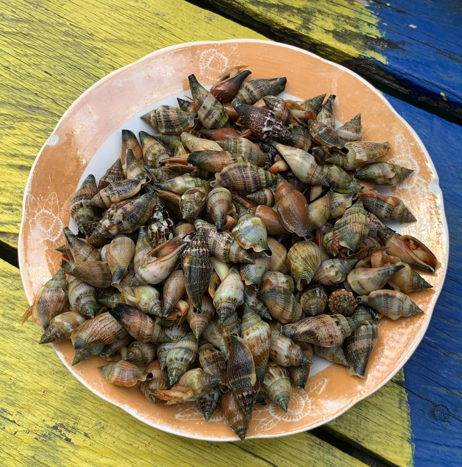 Cokka-cokka (siput laut) khas Bontang | Sumber: Dokumentasi pribadi