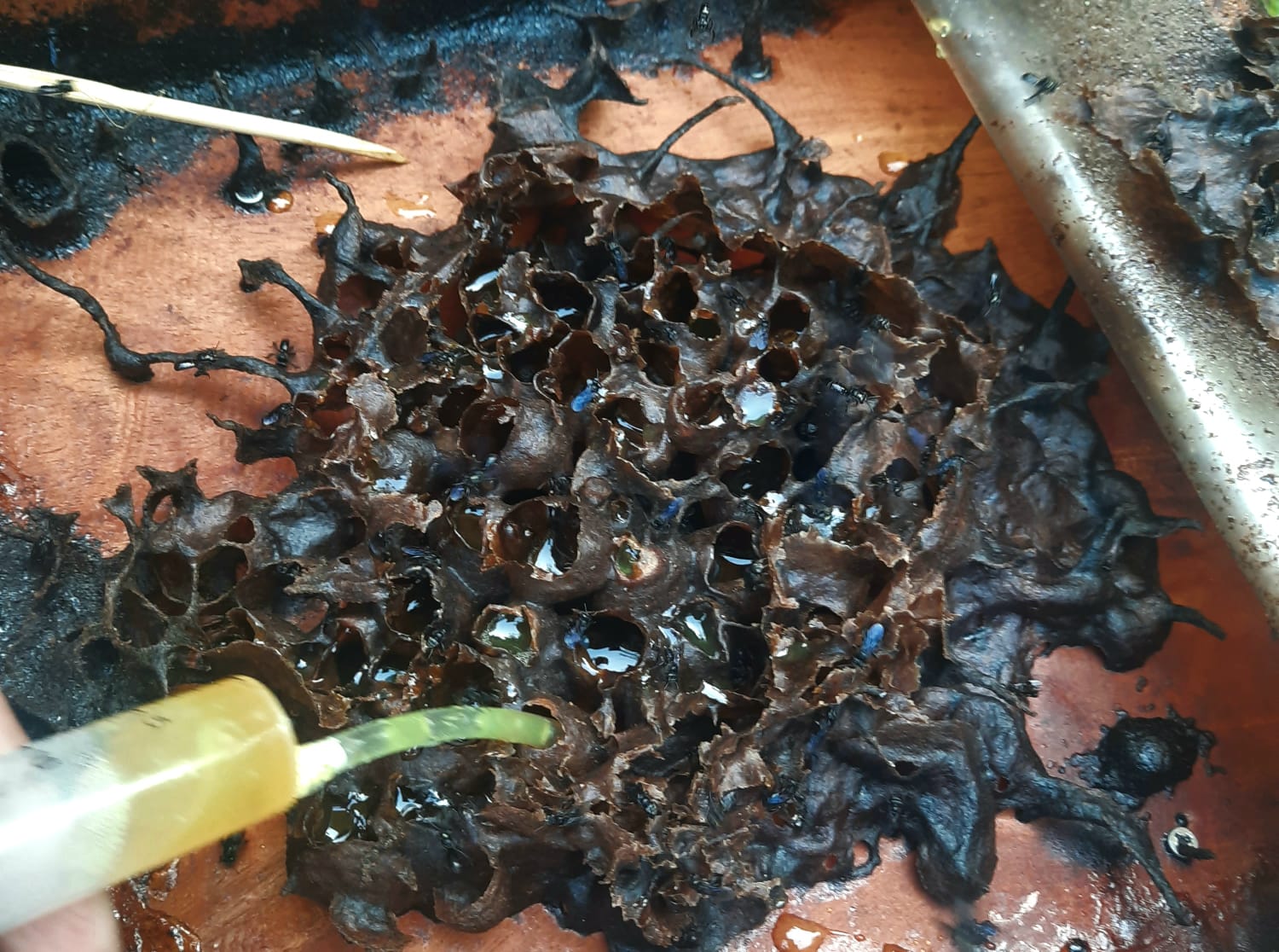 Panen Madu Trigona sp. | Foto : Dokumentasi Pribadi, 2023