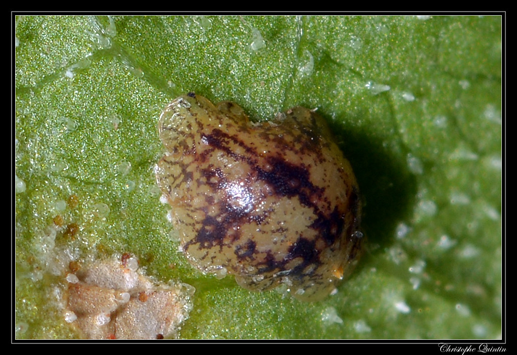 Bentuk Fisiologis Kutu Sisik | Sumber gambar: Flickr