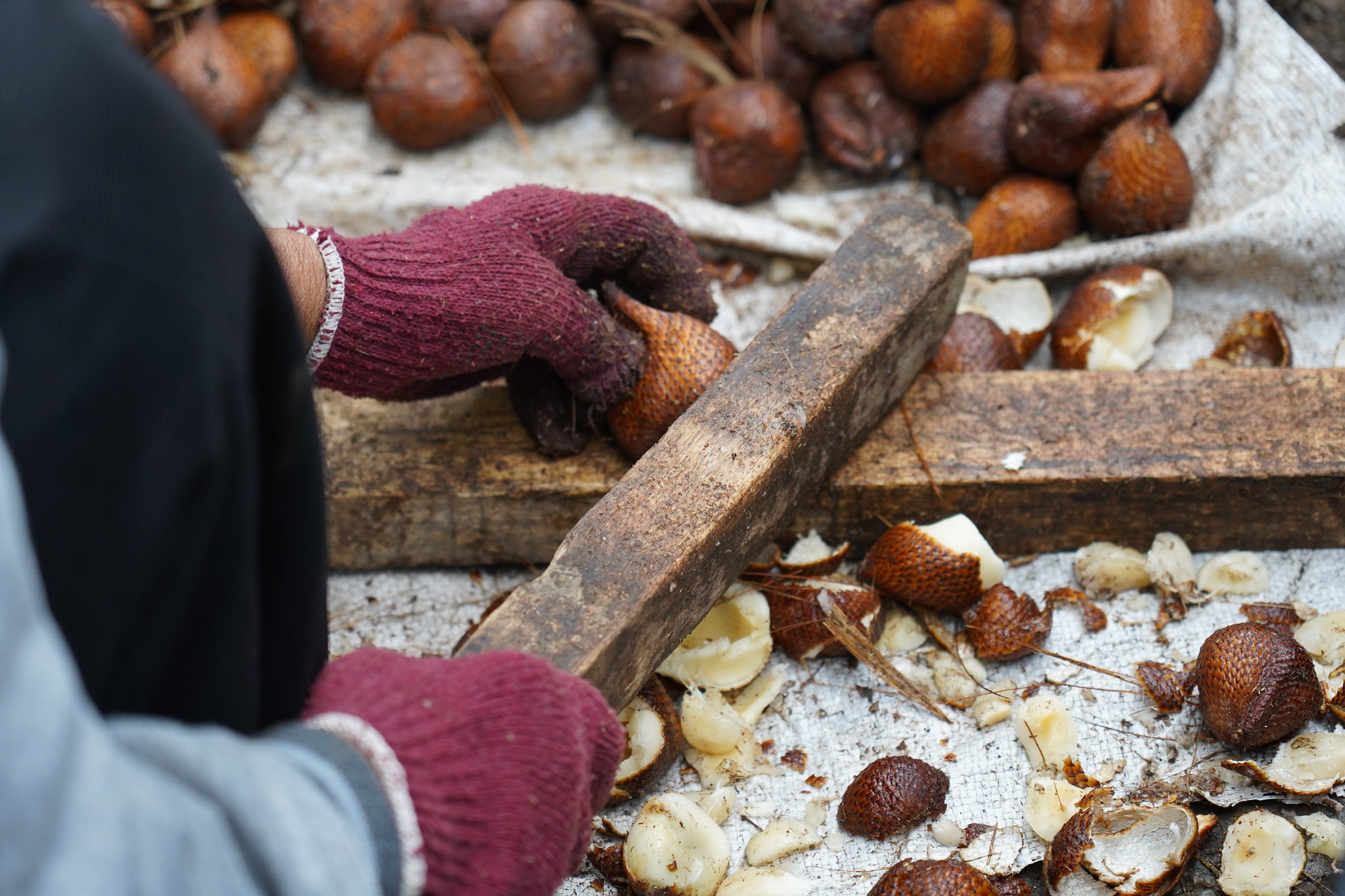 Agroforestri buah salak di Karangasem, Bali | GIAHS-FAO