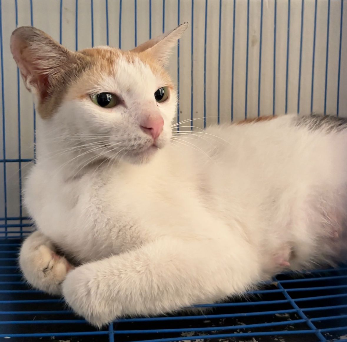 Steralisasi kucing/Jagat Satwa Nusantara
