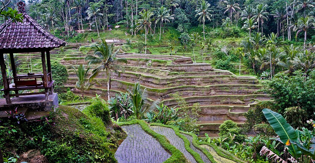 Sawah Terasering Tegalalang (Wikimedia Commons/Yurianto76)