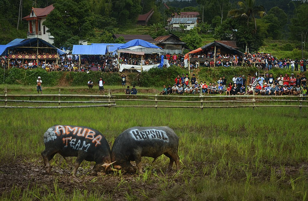 Adu Kerbau © Muchtamir, via Wikimedia Commons