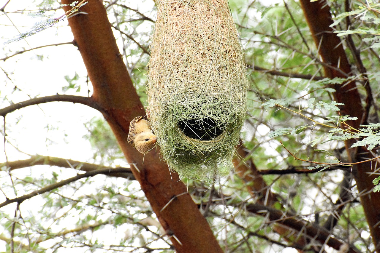 Seekor weaver bird sedang menenun sarangnya