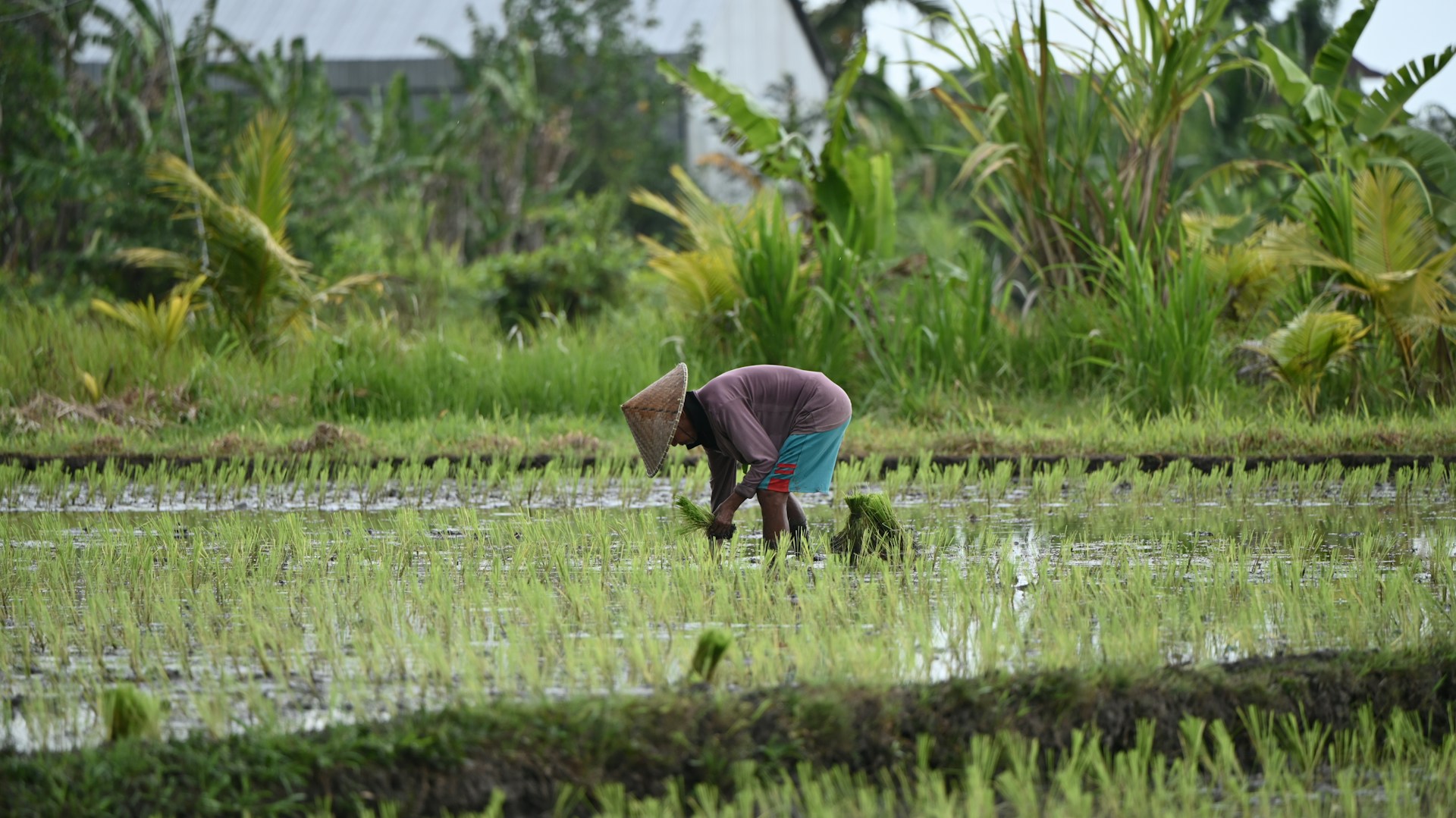 Petani memakai caping, yang sedang menanam padi