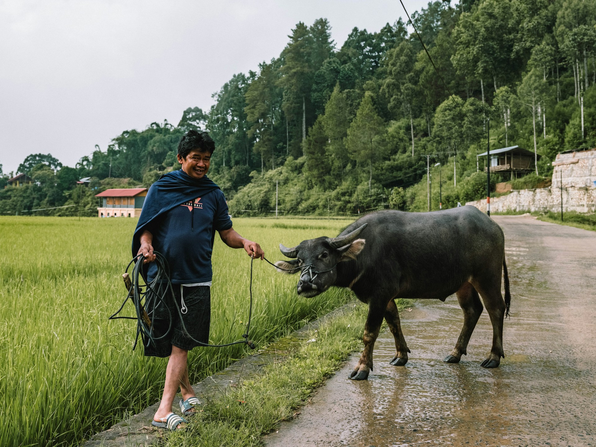 Seorang pria bersama dengan kerbaunya di dekat sawah, Toraja