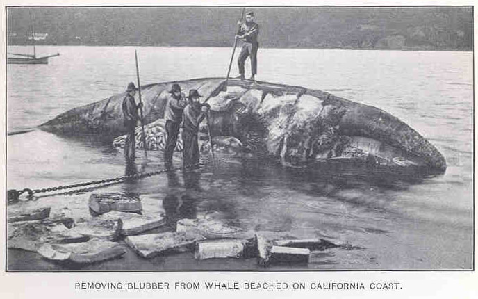 Menghilangkan Blubber dari Paus di Pantai Pesisir California| Sumber foto: Wikimedia Commons/Stevenson, Charles Hugh, b. (1904) Aquatic Products in Arts and Industries
