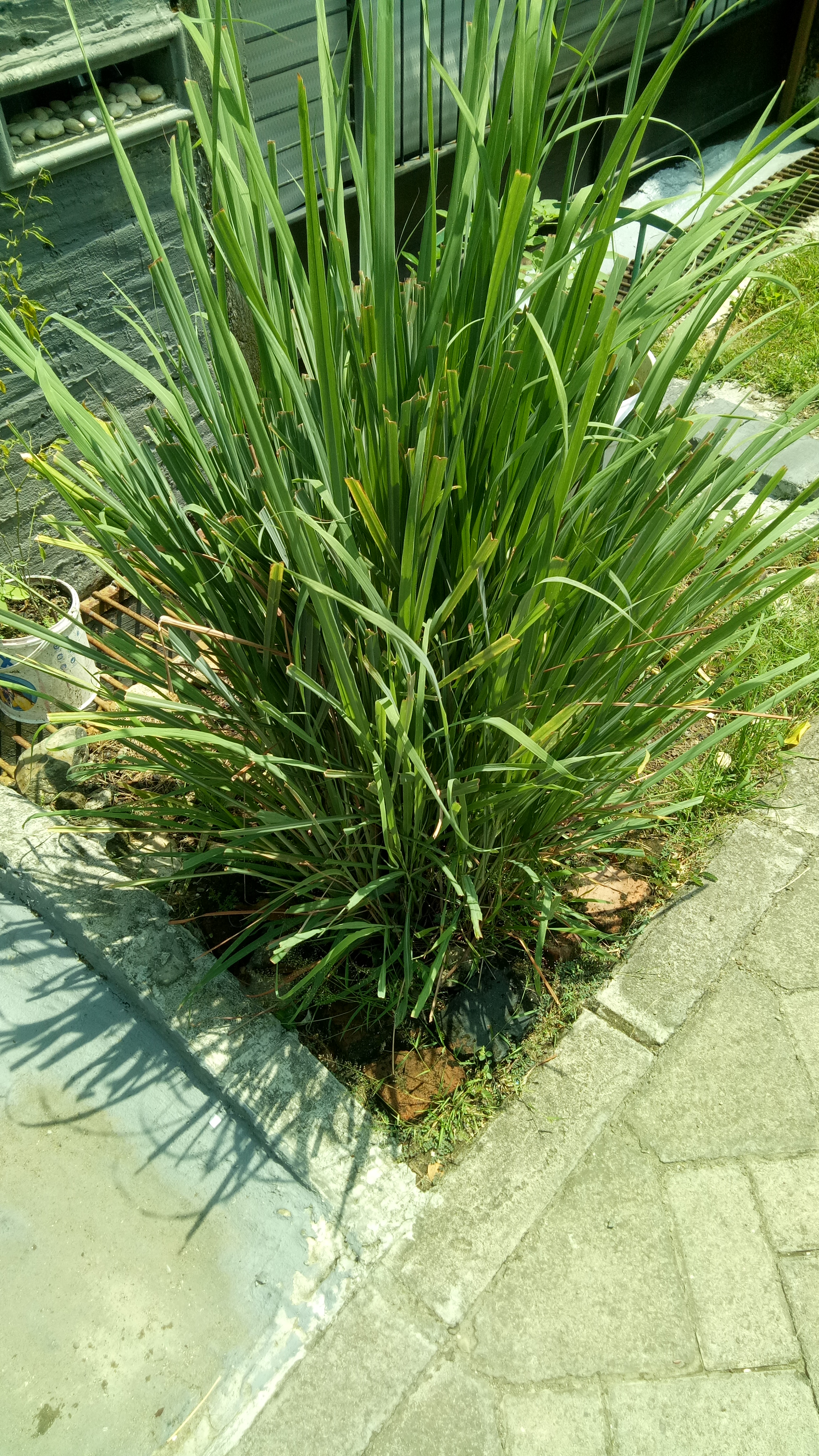 Dok. Pribadi Danny Richard P Tampubolon