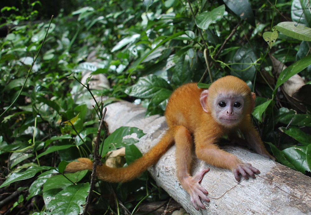 Lutung Jawa atau Lutung Budeng di Sadengan Alas Purwo