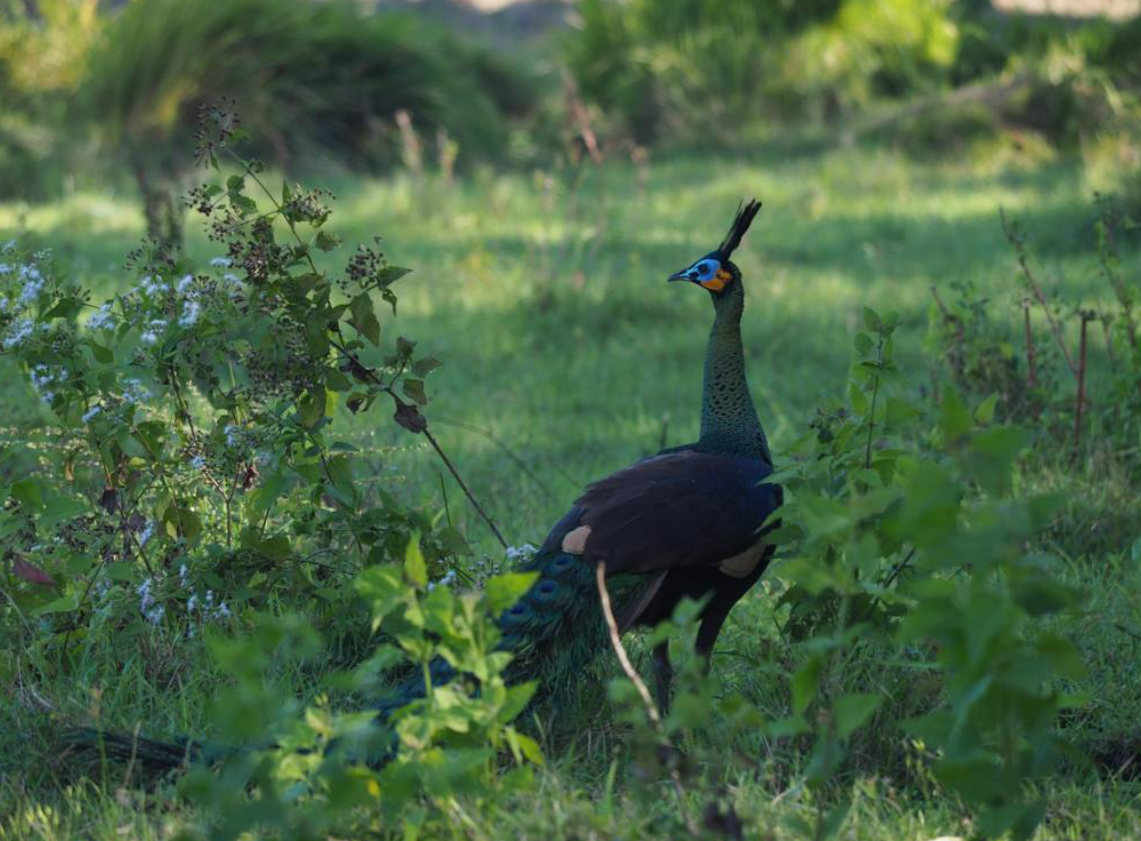 Merak hijau di savana Sadengan Alas Purwo, Banyuwangi