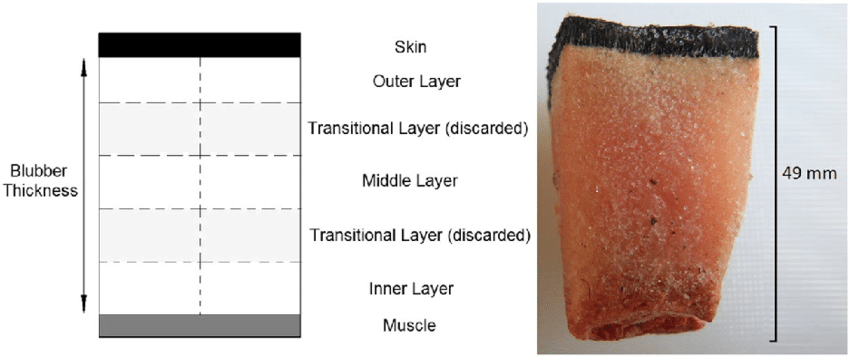 Blubber untuk Ekstraksi Lipid dan Letak dari Blubber pada Paus Bungkuk remaja | Sumber foto: Joanna Kershaw et al, in Researchgate.net