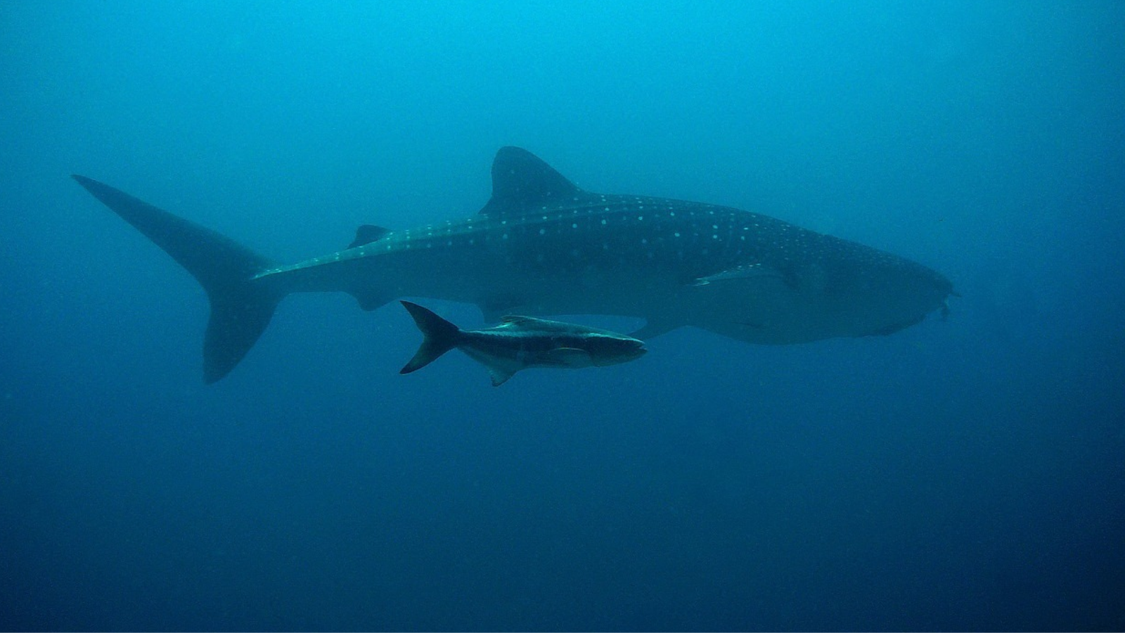 Karakter ikan terbesar Hiu Paus yang takut pada Paus Orca | Pixabay (Lekies)