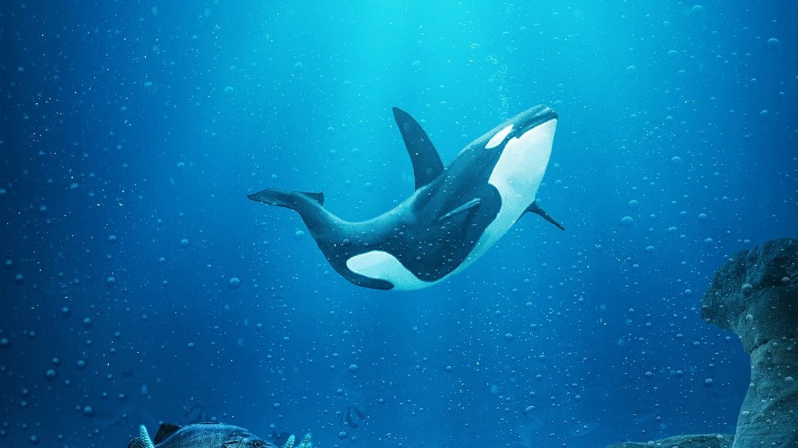 Ciri dan Karakter Paus Orca (Paus pembunuh) | Pixabay (Mollyroselee)