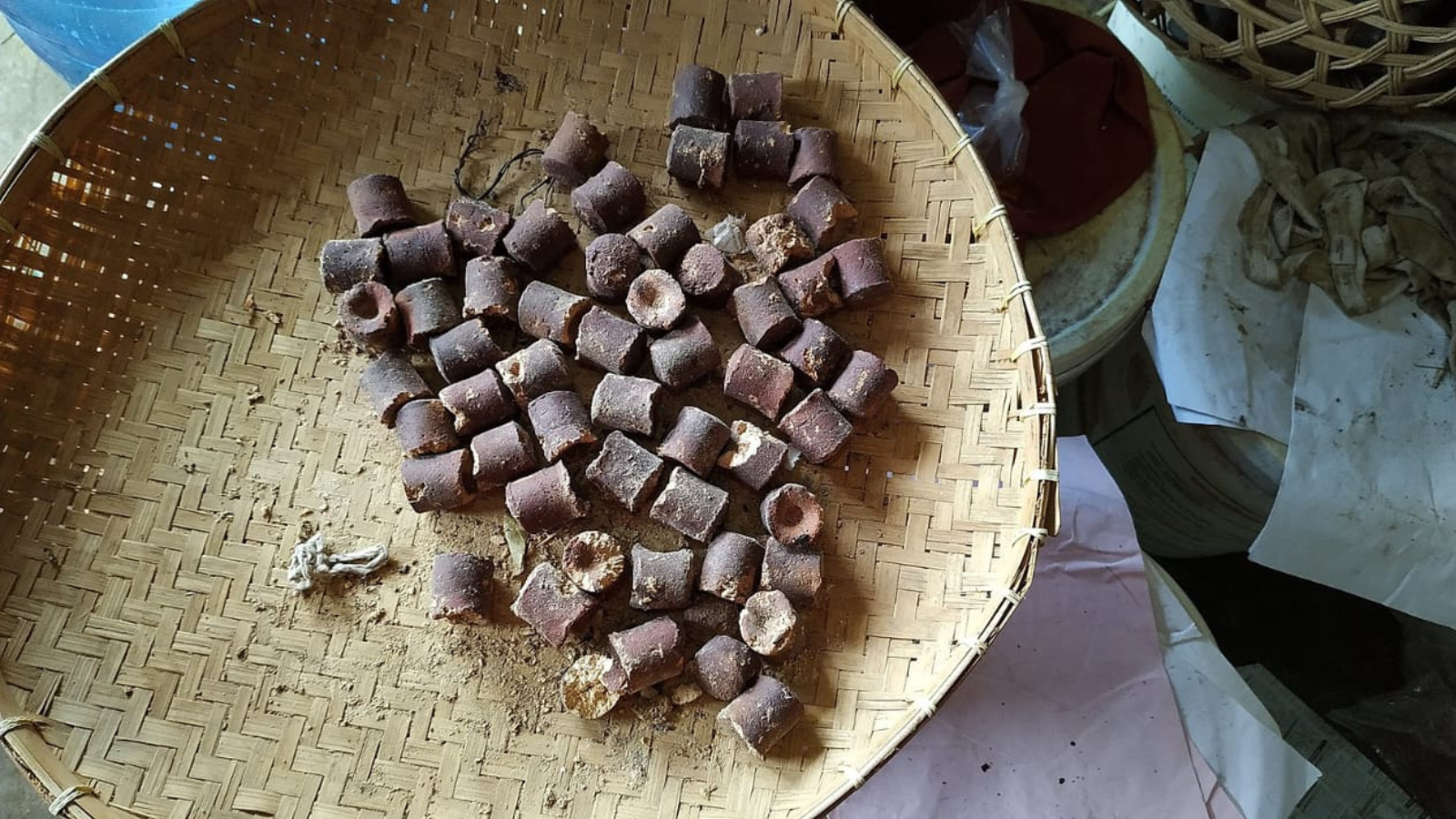 Tumbuhan gambir yang kaya manfaat di kehidupan sehari-hari | Wikimedia (Si Gam)