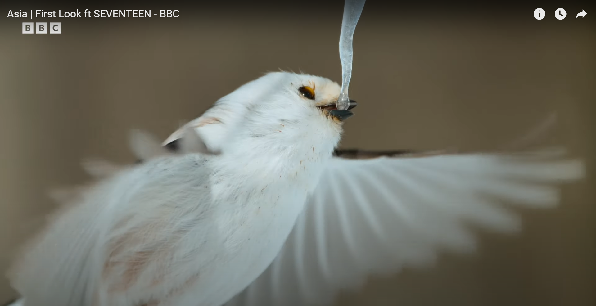Momen Burung Shima Enaga yang Memakan Getah Es yang Disukai oleh Matthew Wright | Sumber Foto: Tangkapan Layar Kanal Youtube BBC