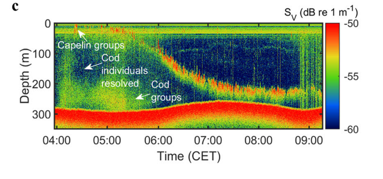Echogram Capelin saat dini hari di permukaan dengan ikan cod di bawahnya, ketika semakin mata hari terbit Capelin ke dasar laut hingga bertemu ikan Cod sebagai predator. Echogram ini juga menunjukkan pergerakan yang konsisten pada ikan Capelin ketika berkelompok di dasar laut | Sumber: Communication Biology