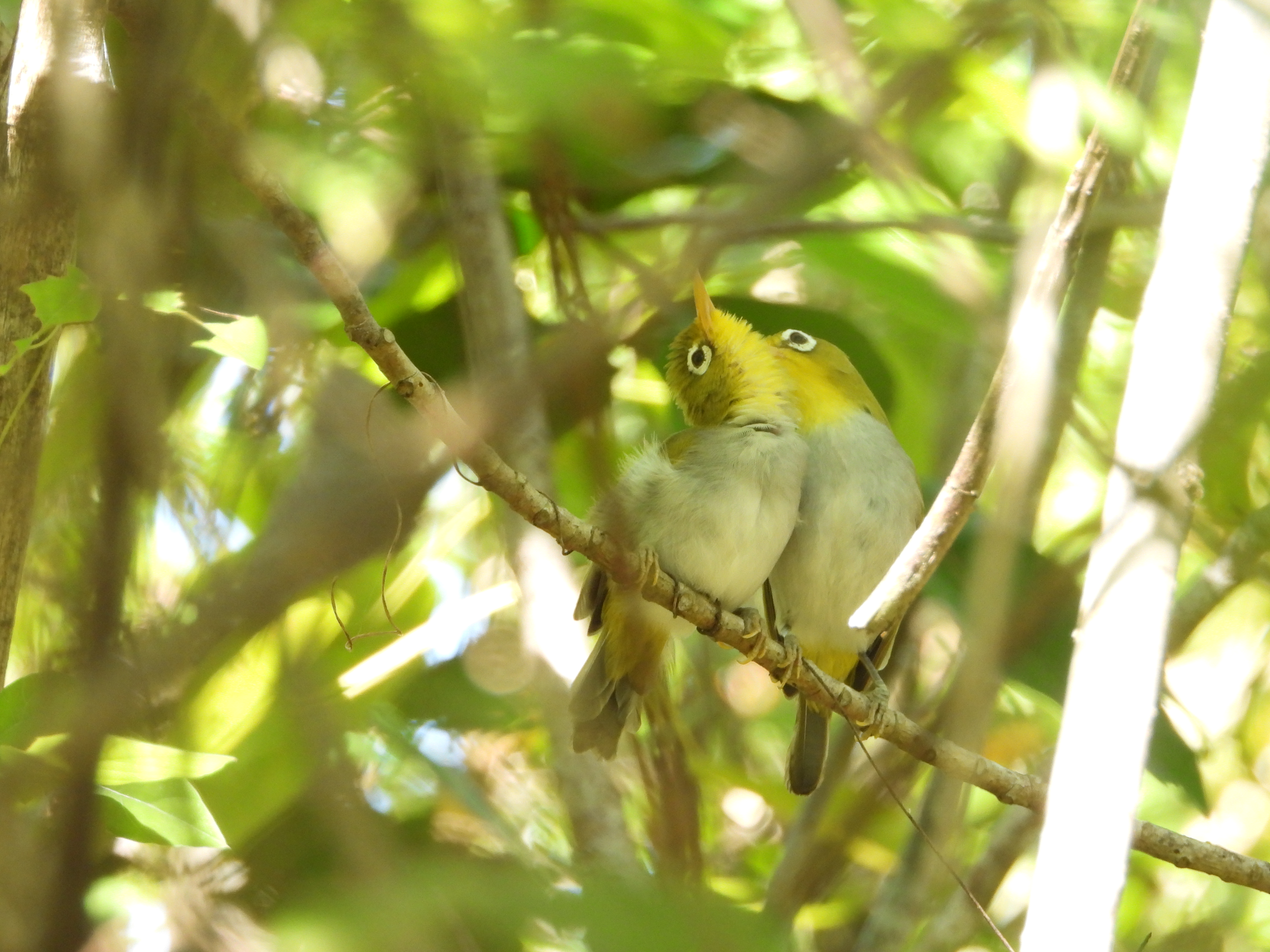 Pasangan burung kacamata wangi-wangi di alam liar