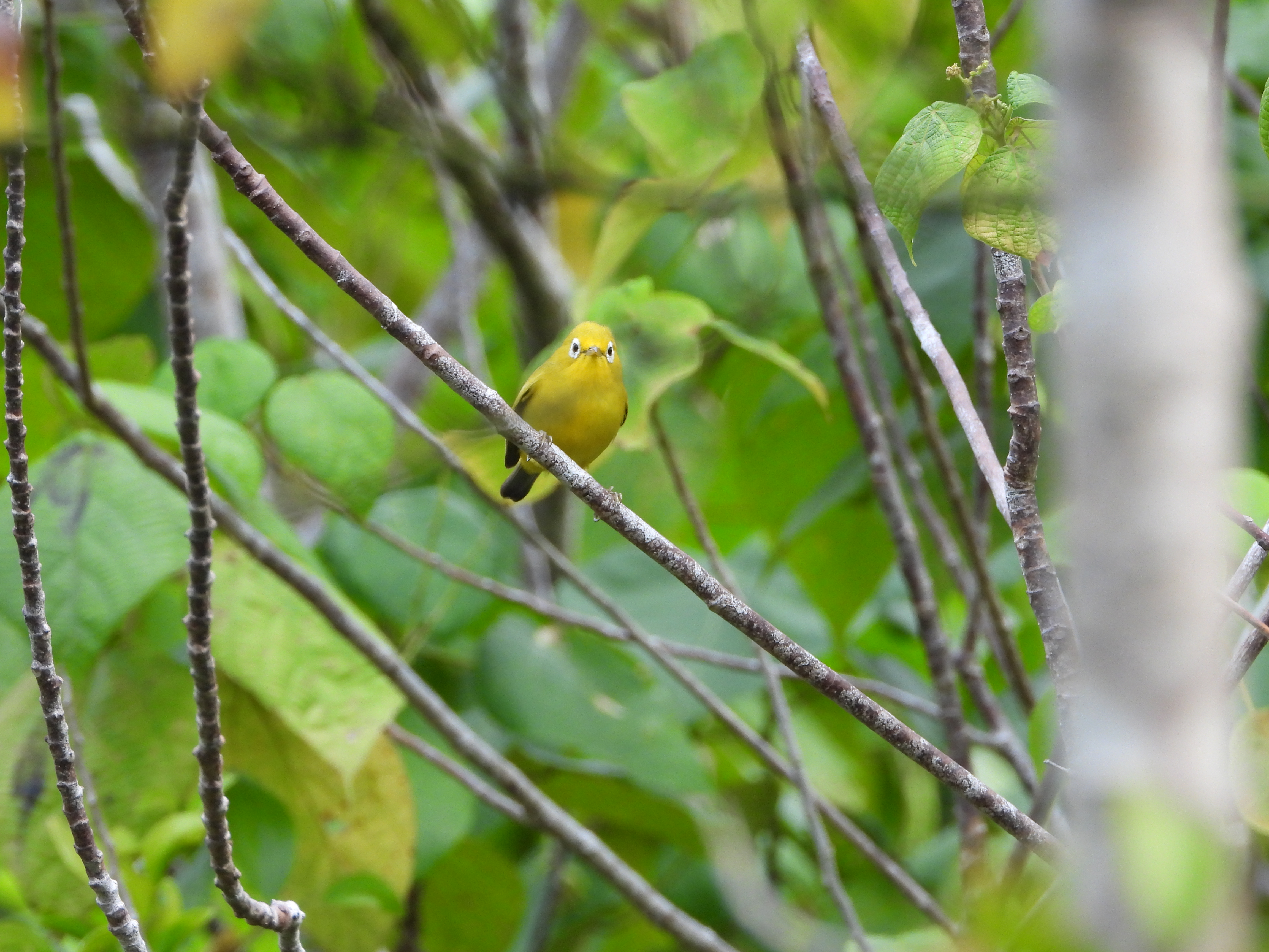 Kacamata wakatobi (Zosterops flavissimus) di alam liar